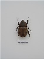 藏品(獨角仙)的圖片